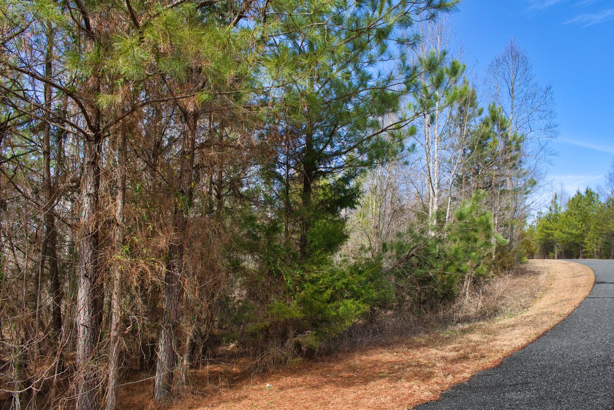 wooded lot 175 in Clearwater Creek