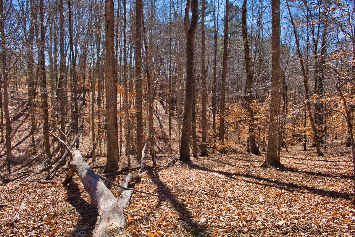wooded land in western NC's Clearwater Creek