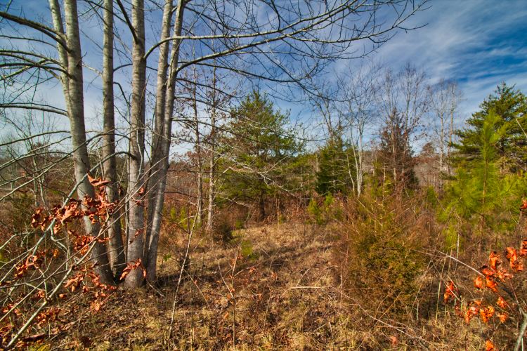 Wooded land in Rutherford County, NC